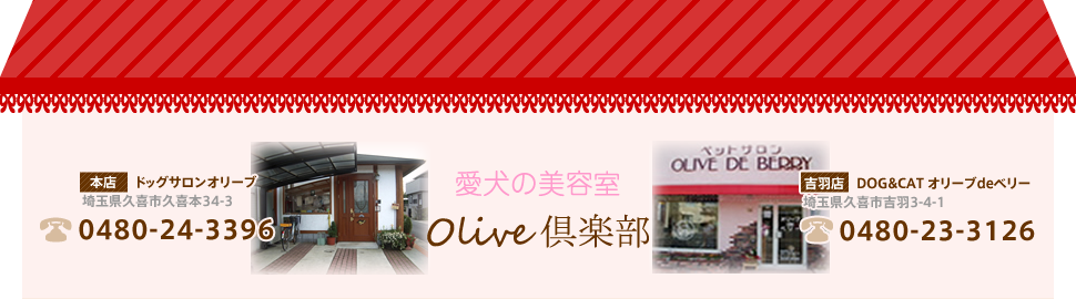 埼玉県のペットホテル、トリミングならOlive倶楽部（オリーブ倶楽部）